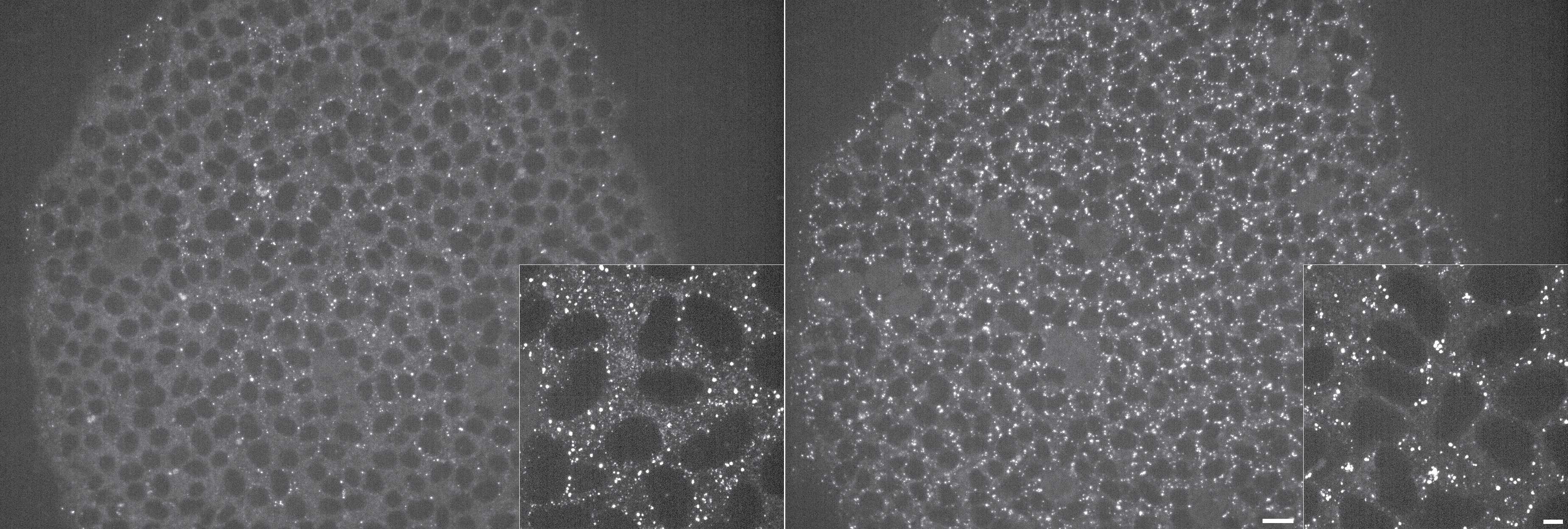 [object Object] thumbnail