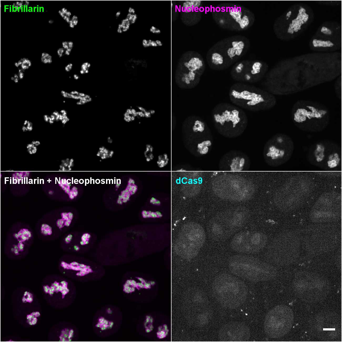 [object Object] thumbnail